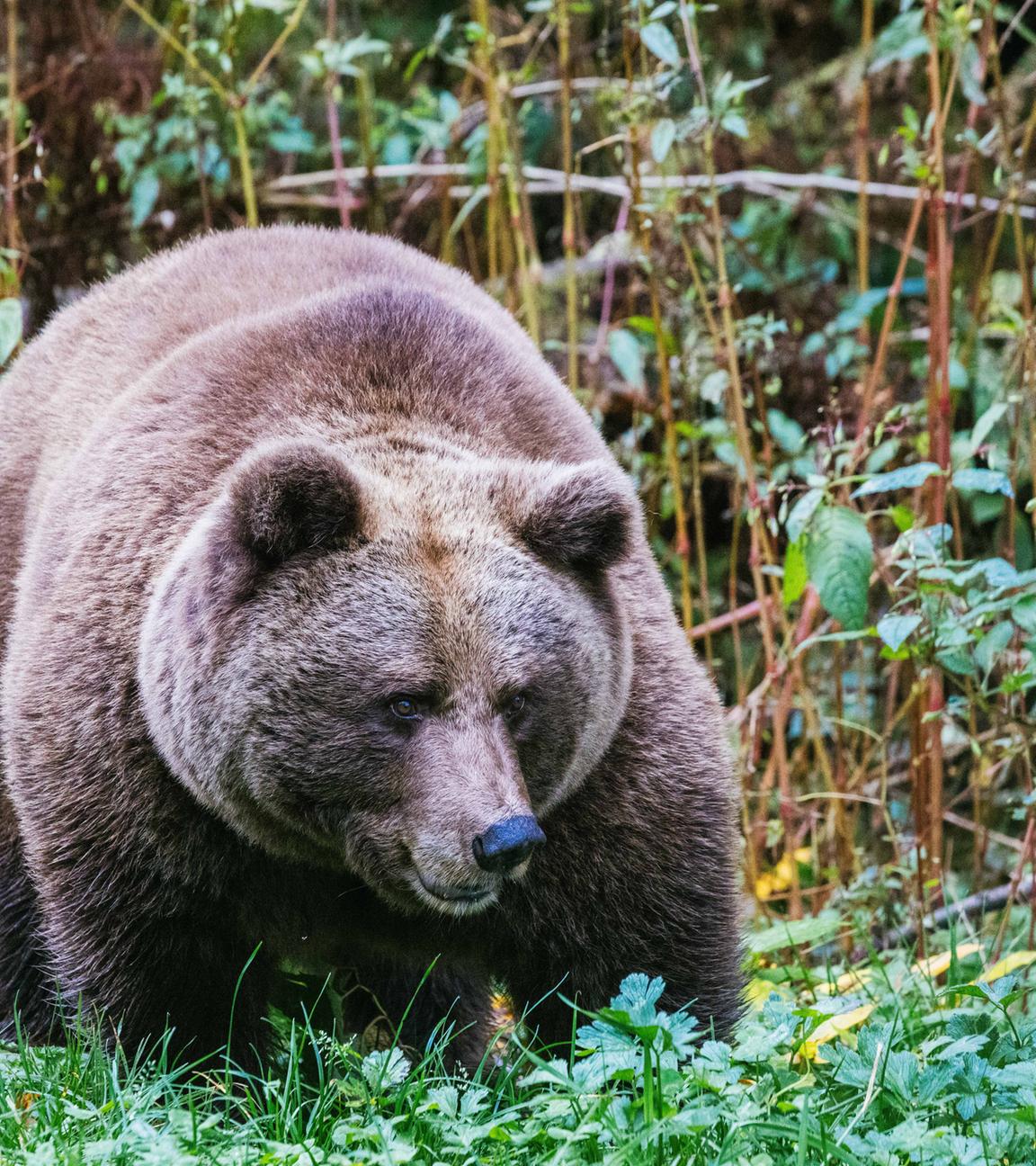 Bärin in Schwarzwald-Park