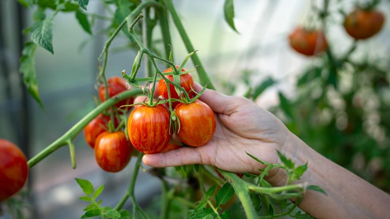 Selbst angebaute Tomaten. Ernte des Gemüses im Arm, während die Gesundheit der Pflanzen in kontrolliertem Klima überprüft wird.
