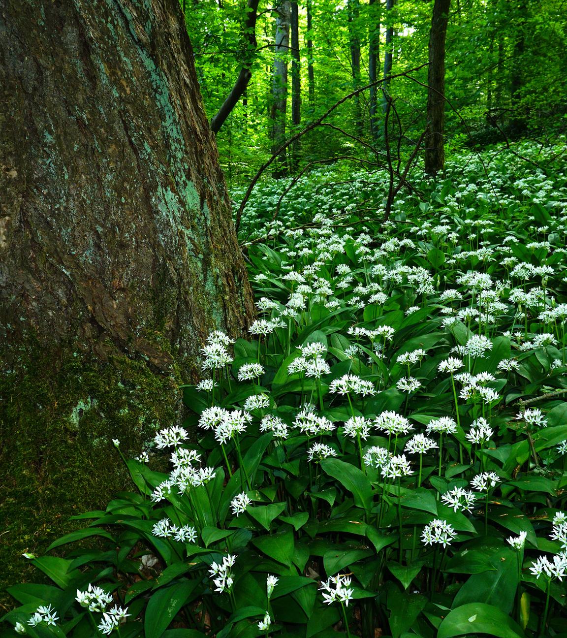 Blühender Bärlauch im Laubwald
