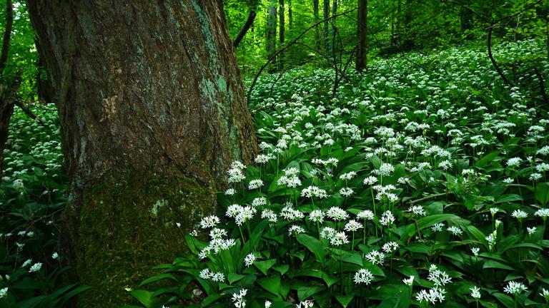Blühender Bärlauch im Laubwald