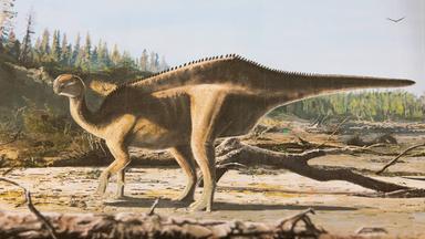 Dinosaurier mit Hautsegel entdeckt