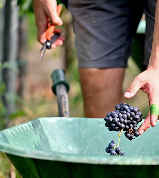 Arbeiter bei Weinlese