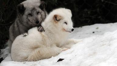 Polarfuchs