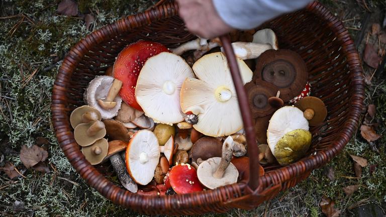 Mit einem Pilz-Influencer in den Pilzen