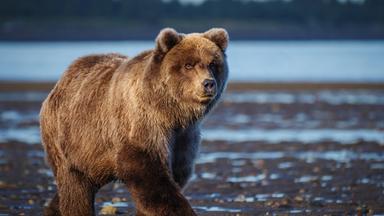 Eine Grizzlybärenfamilie im Lake Clark National Park in Alaska