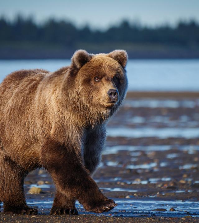 Eine Grizzlybärenfamilie im Lake Clark National Park in Alaska