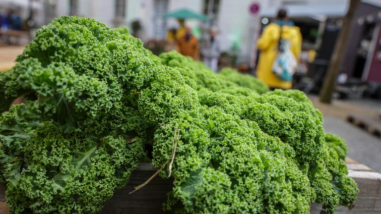 Beginn der Grünkohlsaison in Oldenburg "Hallo Grünkohl"