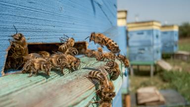 Honigbienen fliegen in der Nähe eines Bienenstocks. Bienen sind den Menschen vor allem durch ihre ökologische Rolle als Bestäube