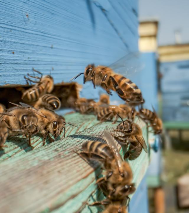 Honigbienen fliegen in der Nähe eines Bienenstocks. Bienen sind den Menschen vor allem durch ihre ökologische Rolle als Bestäube