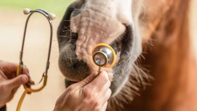 Tierarzt untersucht Pferd mit Stethoskop während der medizinischen Ausbildung