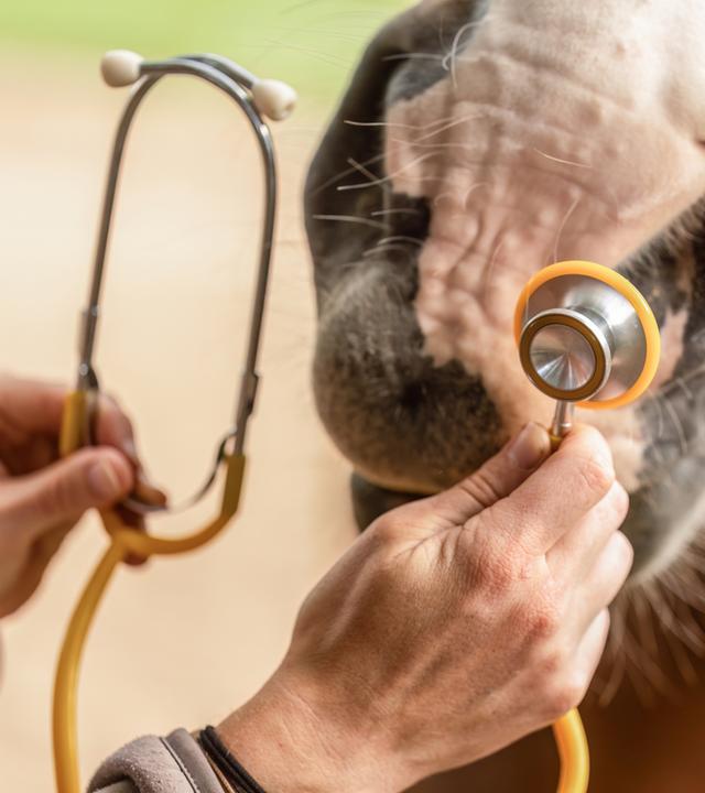 Tierarzt untersucht Pferd mit Stethoskop während der medizinischen Ausbildung