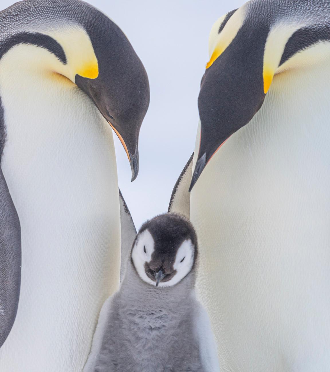 Important Bird Area: Kaiserpinguine sind die einzigen Bewohner von Snow Hill Island im antarktischen Weddellmeer