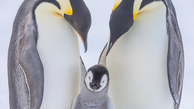 Important Bird Area: Kaiserpinguine sind die einzigen Bewohner von Snow Hill Island im antarktischen Weddellmeer