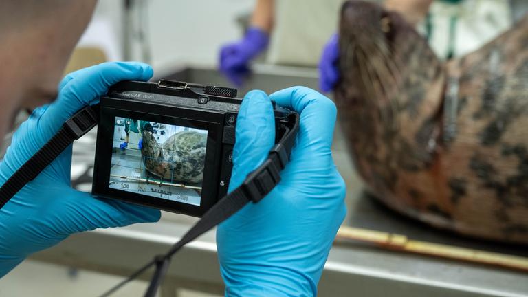 Tote Robben - Untersuchung am Meeresmuseum