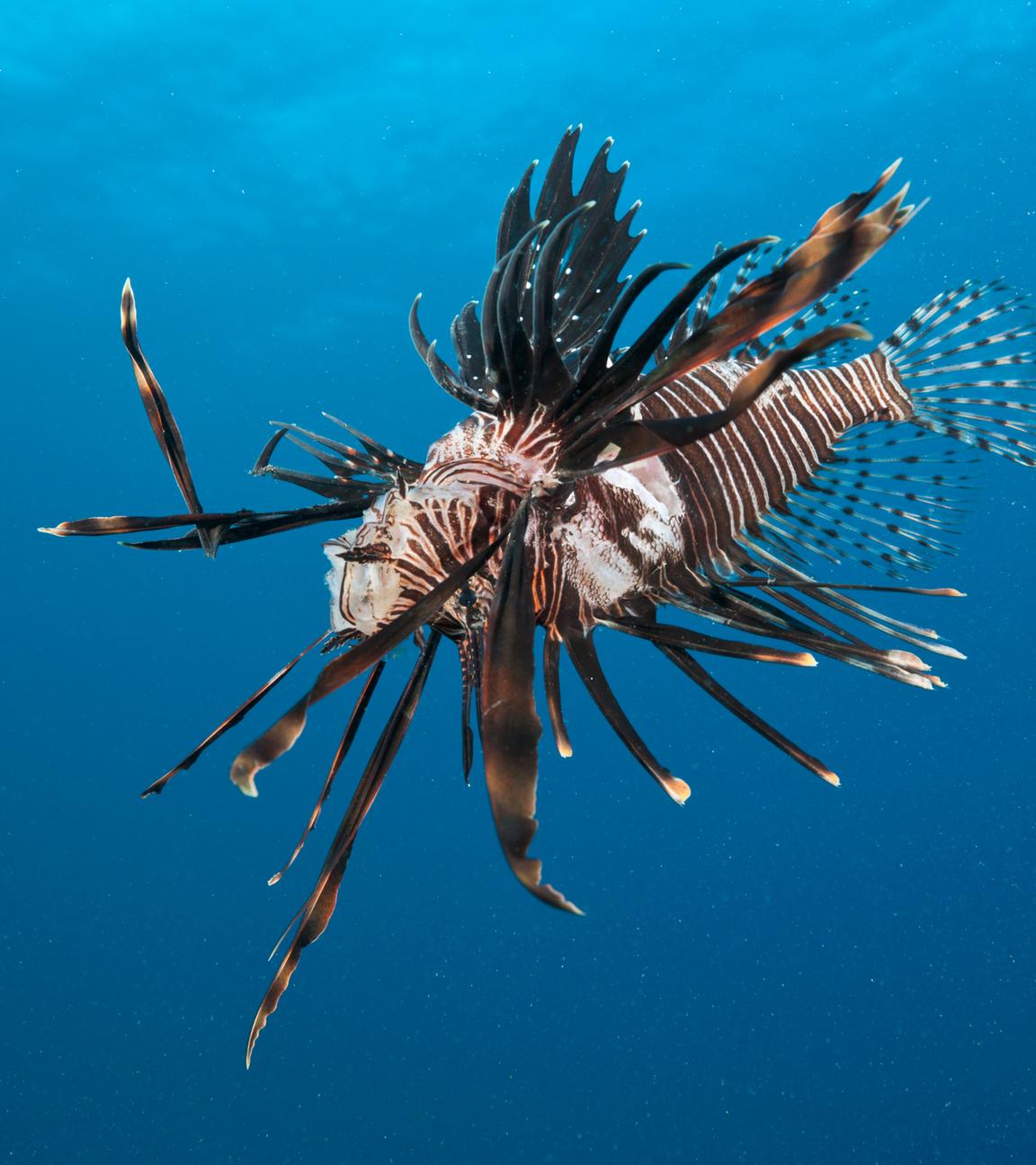 Taucher vernichten invasive Rotfeuerfische