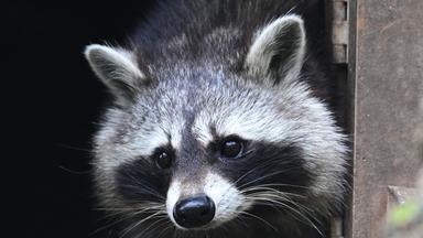 Waschbär