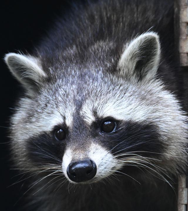 Waschbär