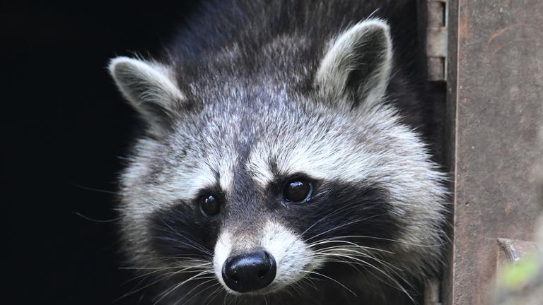 Waschbär