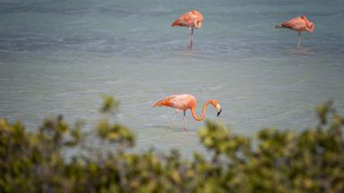 NETHERLANDS-OVERSEAS-BONAIRE-JUCTICE-COURT-ENVIRONMENT-CLIMATE