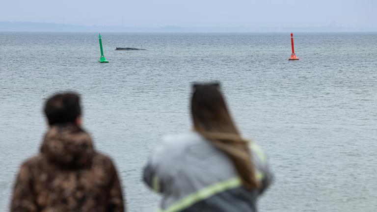 Wal an der Ostseeküste gestrandet