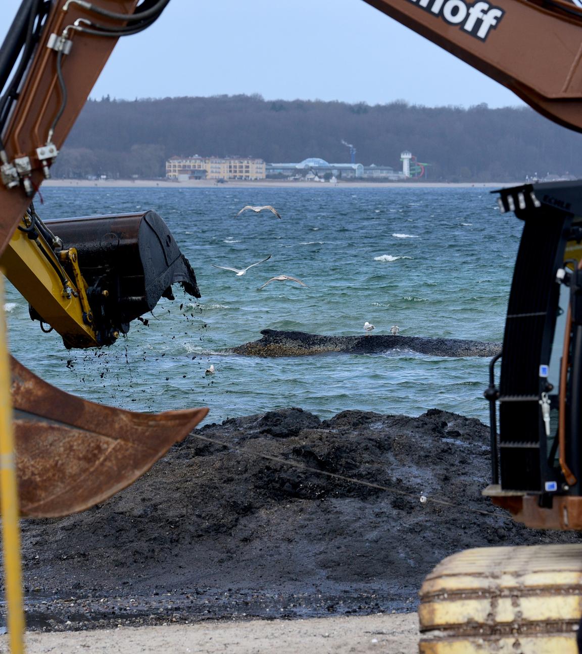 Wal an der Ostseeküste gestrandet