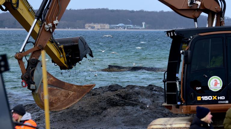 Wal an der Ostseeküste gestrandet