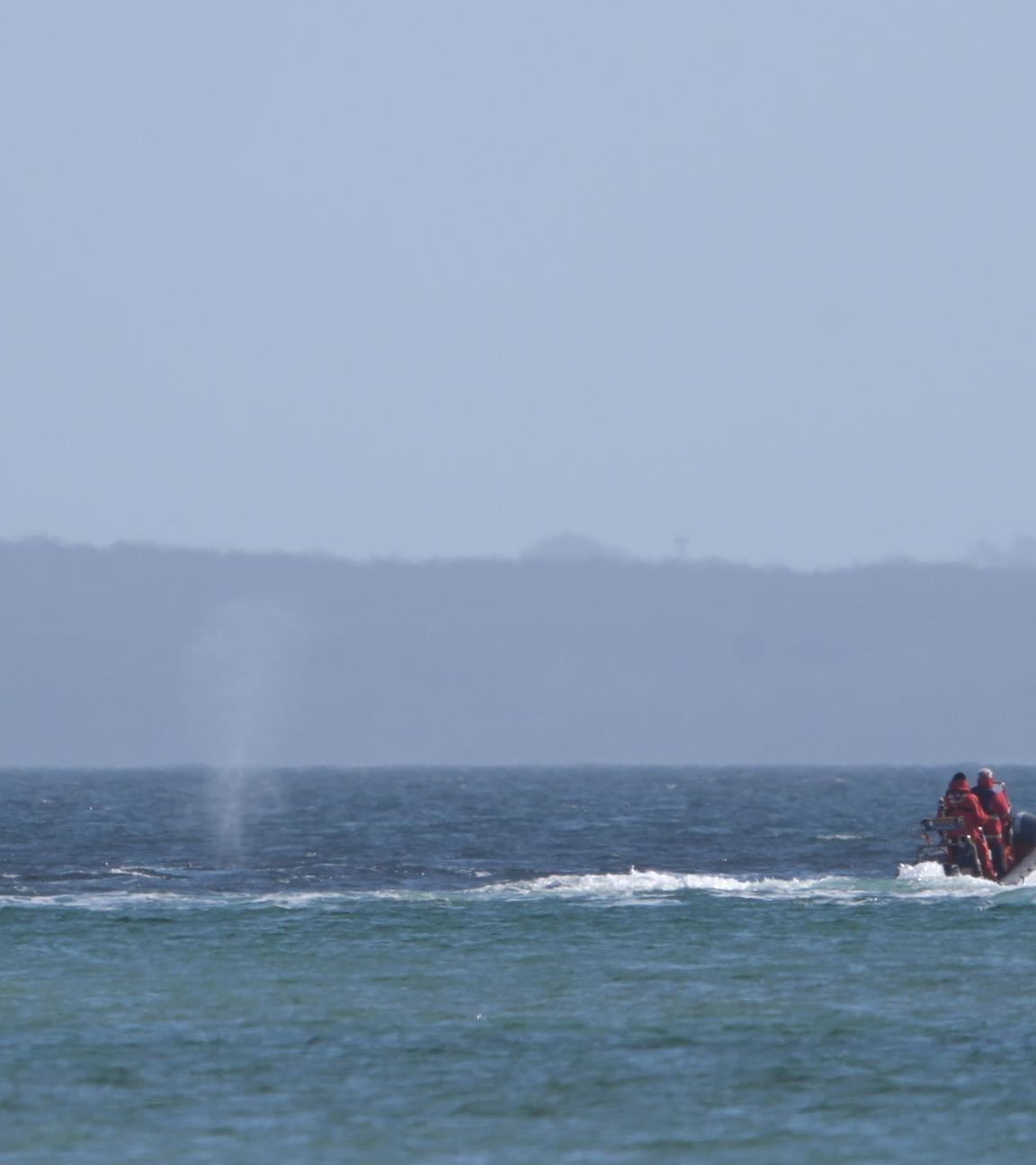 Wal an der Ostseeküste wieder frei