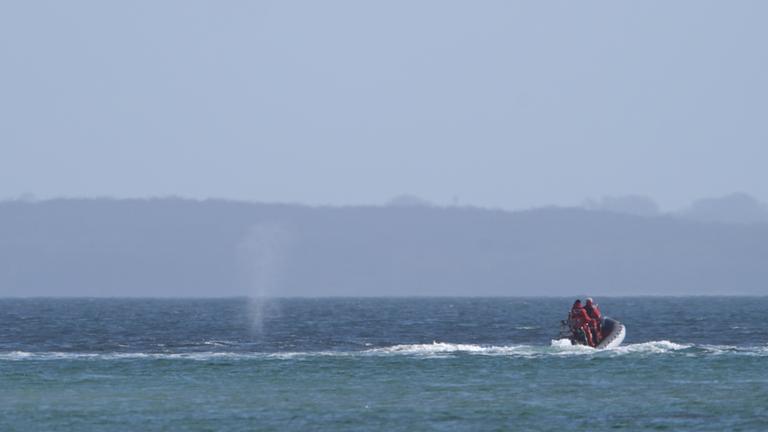 Wal an der Ostseeküste wieder frei