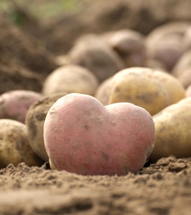 Eine herzförmige Kartoffel zwischen frisch geernteten Kartoffeln auf einem Acker