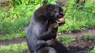 Brillenbär Enzo im Tierpark Berlin