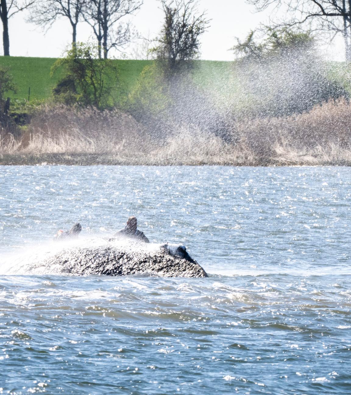 Weitere Entwicklung zum Buckelwal in der Ostsee