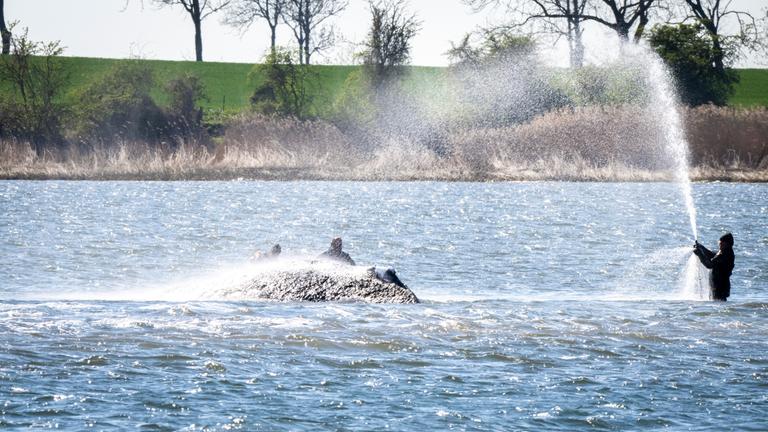 Weitere Entwicklung zum Buckelwal in der Ostsee