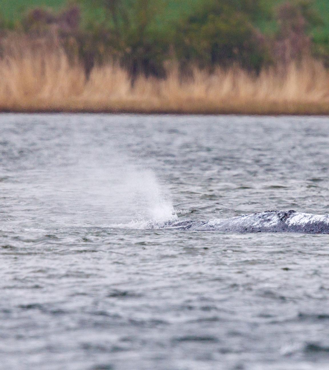 Weitere Entwicklung zum Buckelwal in der Ostsee