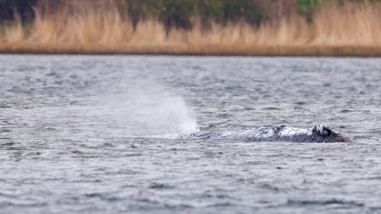 Weitere Entwicklung zum Buckelwal in der Ostsee