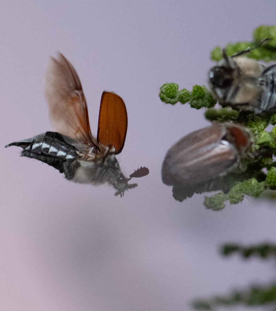 Maikäfer-Massenflug startet