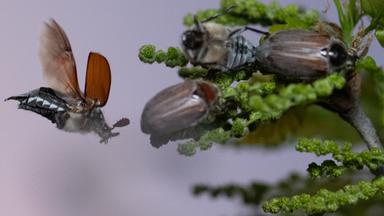 Massenflug der Maikäfer