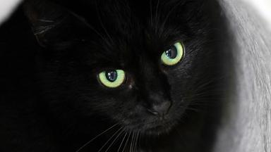 Schwarze Katze