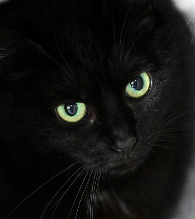 Schwarze Katze