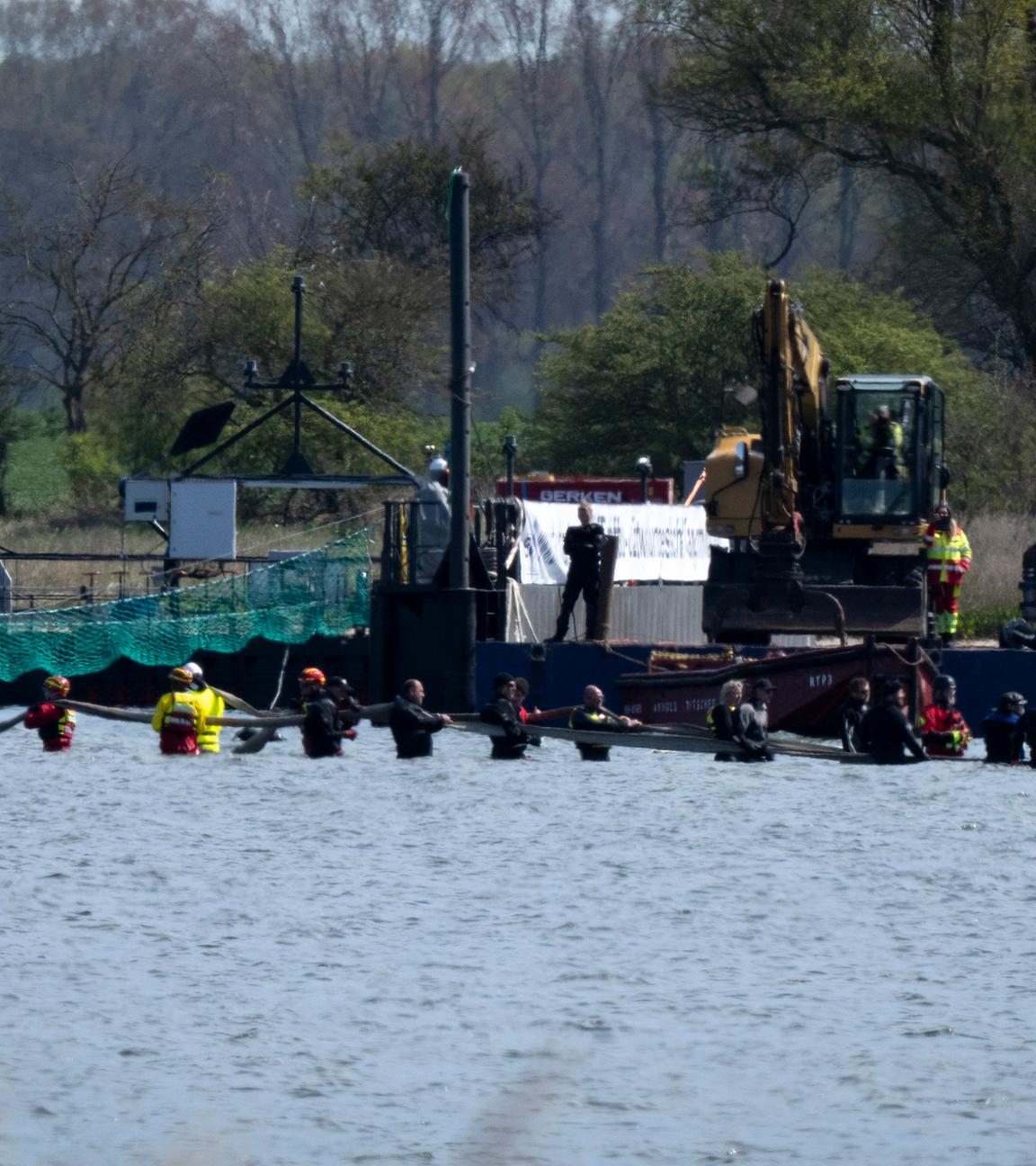 Weitere Entwicklung zum Buckelwal in der Ostsee