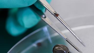 Nationales Referenzzentrum für Borrelien