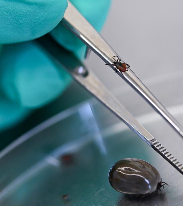 Nationales Referenzzentrum für Borrelien
