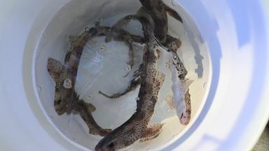 Mini-Katzenhaie werden vor Borkum ausgewildert