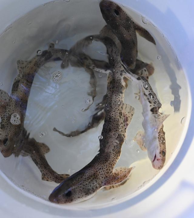Mini-Katzenhaie werden vor Borkum ausgewildert