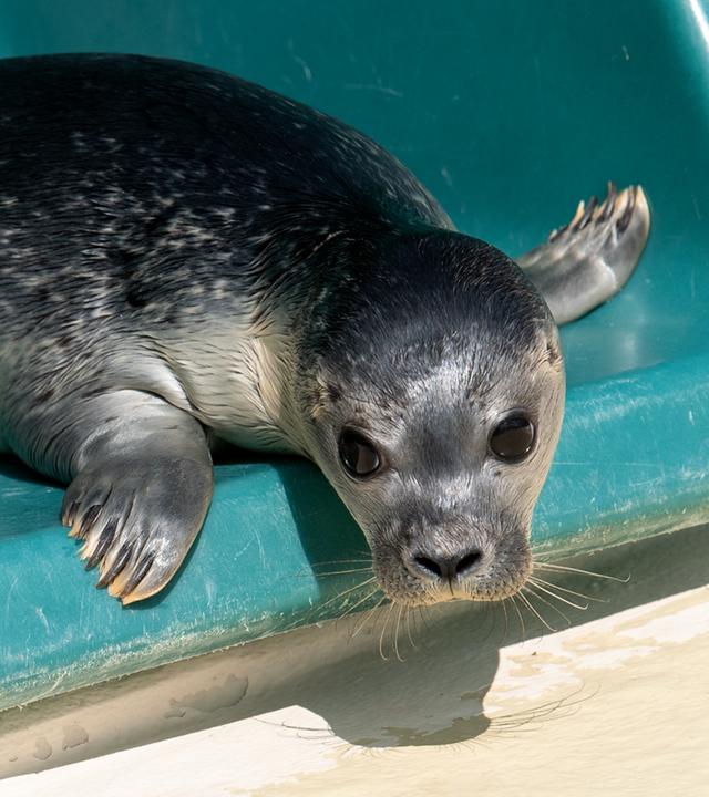 Seehunde ziehen in Aufzuchtbereich um