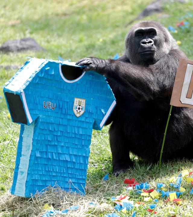 Ein Gorilla 