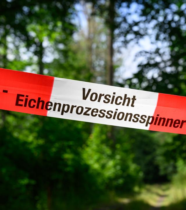 Eichenprozessionsspinner