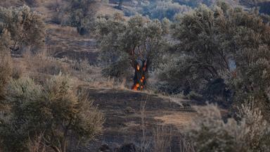 Waldbrände in Griechenland - Kreta