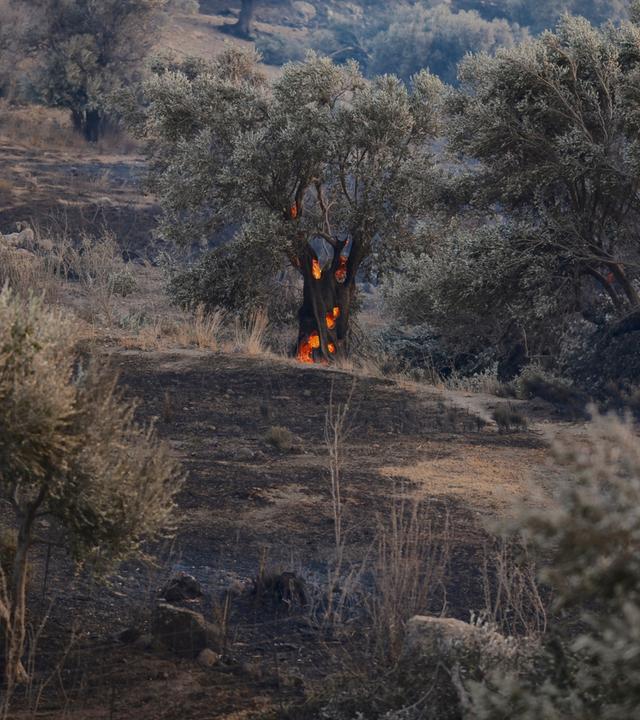 Waldbrände in Griechenland - Kreta