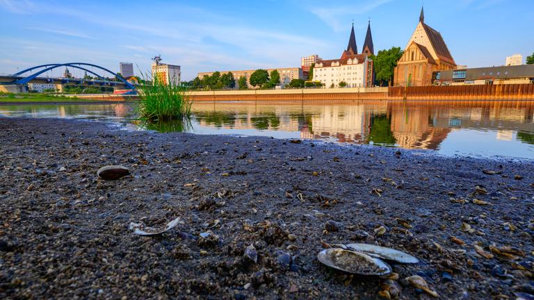 Niedrigwasser am deutsch-polnischen Grenzfluss Oder