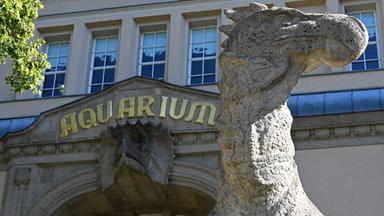 Vor der Wiedereröffnung des historischen Aquariums Berlin